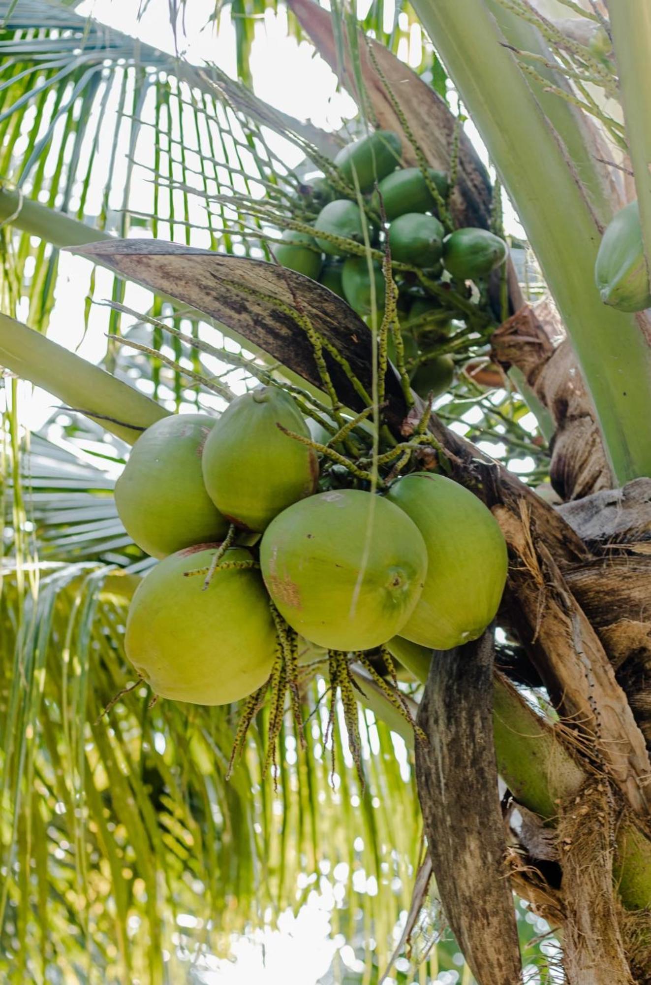 Bang Mee Homestay Koh Yao Noi 외부 사진